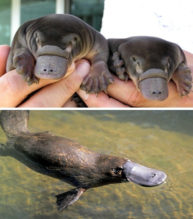 22 дитинчат тварин, які зовсім не схожі на своїх батьків