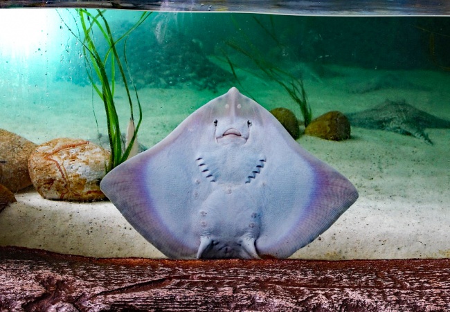 22 дитинчат тварин, які зовсім не схожі на своїх батьків