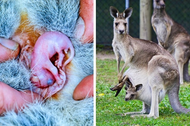22 дитинчат тварин, які зовсім не схожі на своїх батьків