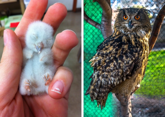 22 дитинчат тварин, які зовсім не схожі на своїх батьків