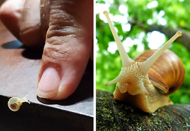 22 дитинчат тварин, які зовсім не схожі на своїх батьків