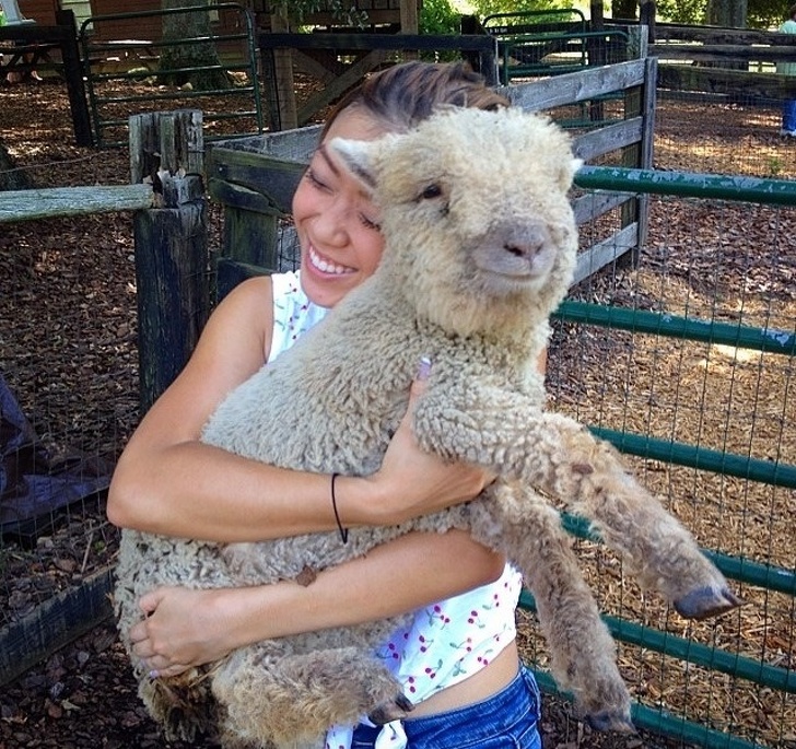 22 вівці породи бэбидолл, які можуть скласти конкуренцію будь-якому котику