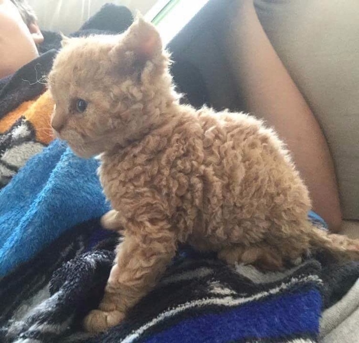 22 вівці породи бэбидолл, які можуть скласти конкуренцію будь-якому котику