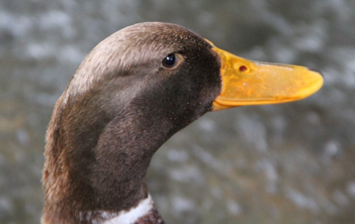 23 факти про все на світі, які зроблять з вас справжнього ерудита
