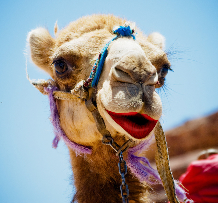 23 факти про все на світі, які зроблять з вас справжнього ерудита