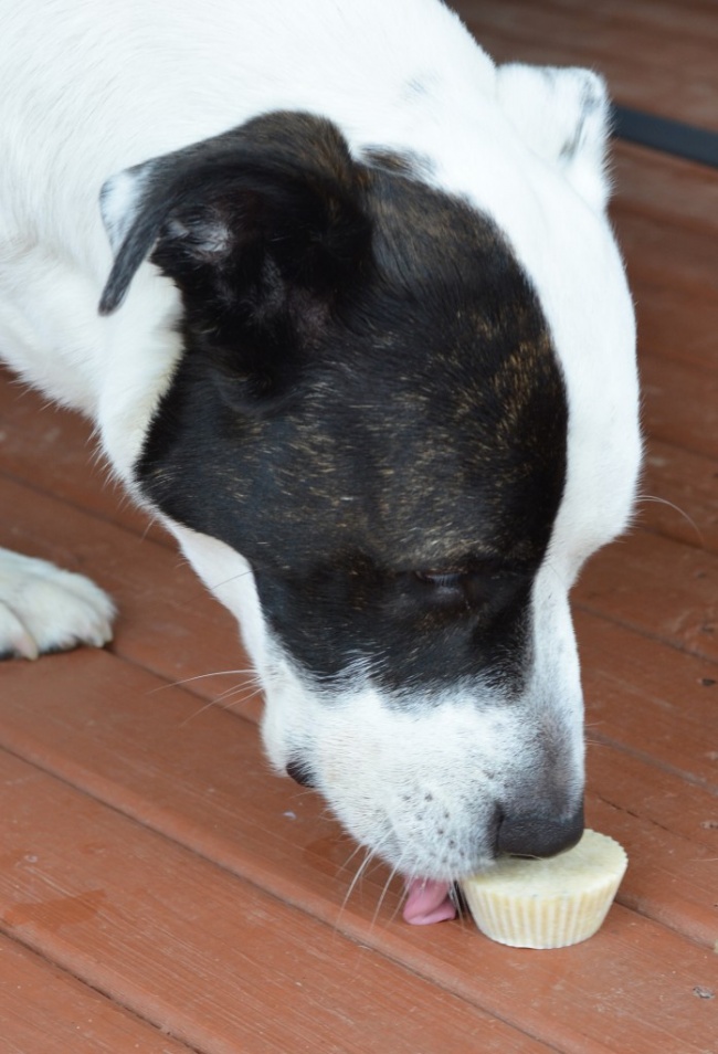 23 приголомшливі речі своїми руками, від яких ваша собака буде в захваті