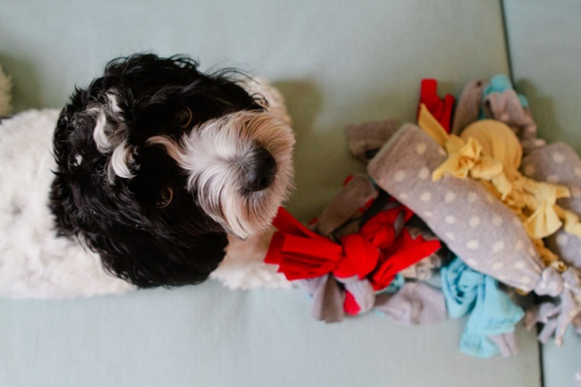 23 приголомшливі речі своїми руками, від яких ваша собака буде в захваті