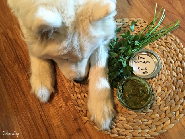 23 приголомшливі речі своїми руками, від яких ваша собака буде в захваті