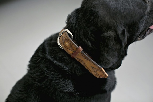 23 приголомшливі речі своїми руками, від яких ваша собака буде в захваті