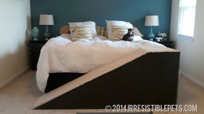 23 приголомшливі речі своїми руками, від яких ваша собака буде в захваті