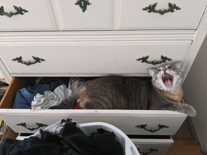 23 пухнасті морди, для яких слово «звичайний» як образу