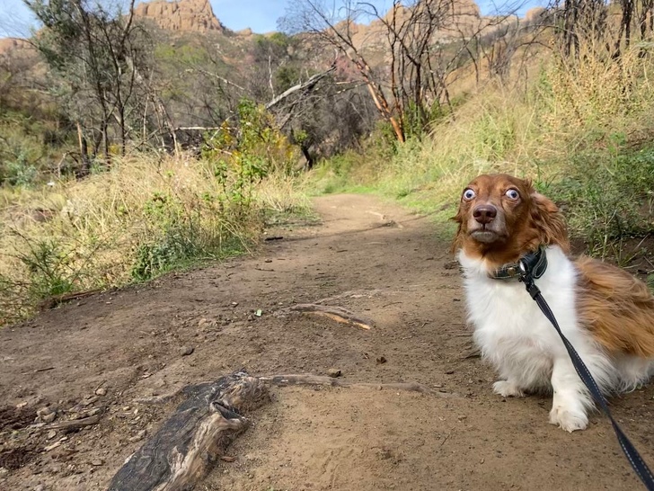 23 пухнасті морди, для яких слово «звичайний» як образу