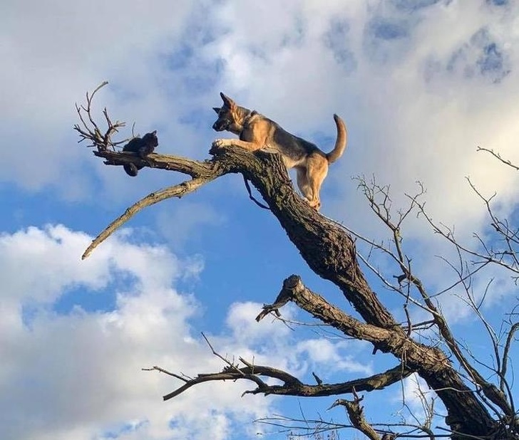 23 пухнасті морди, для яких слово «звичайний» як образу