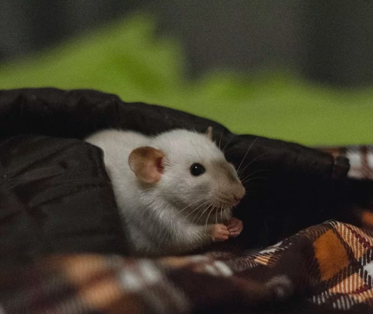 23 пухнасті морди, для яких слово «звичайний» як образу