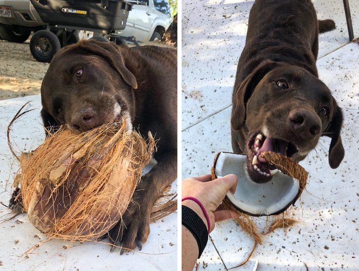 23 пухнасті морди, для яких слово «звичайний» як образу