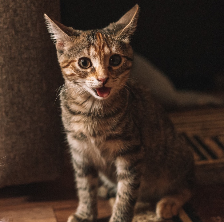 23 пухнасті морди, для яких слово «звичайний» як образу