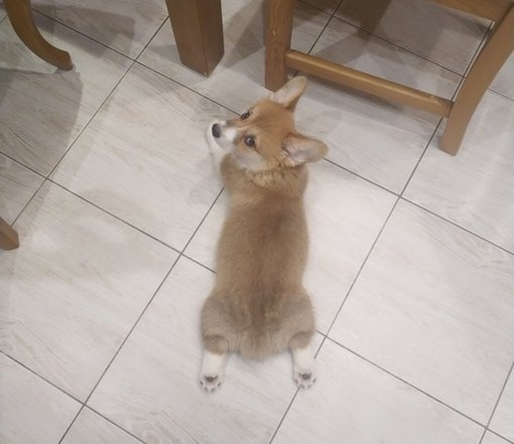 23 пухнасті морди, для яких слово «звичайний» як образу