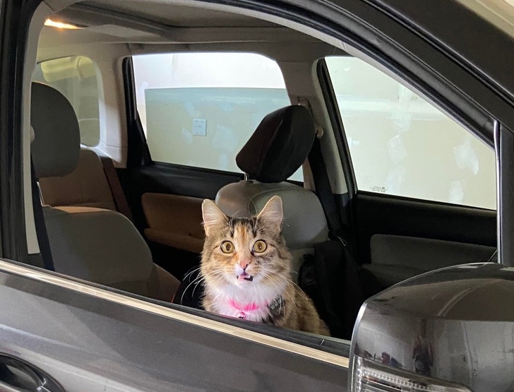 23 пухнасті морди, для яких слово «звичайний» як образу