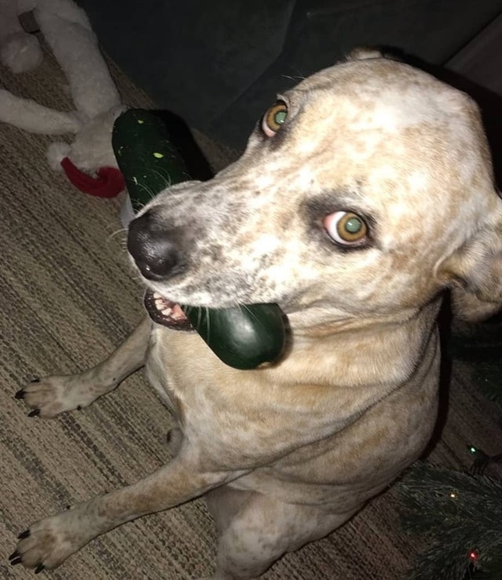 23 пухнасті морди, для яких слово «звичайний» як образу