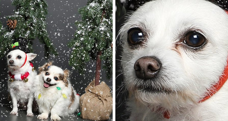 23 пухнасті морди, для яких слово «звичайний» як образу