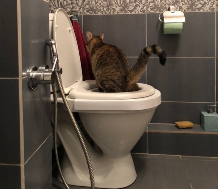 23 пухнасті морди, для яких слово «звичайний» як образу