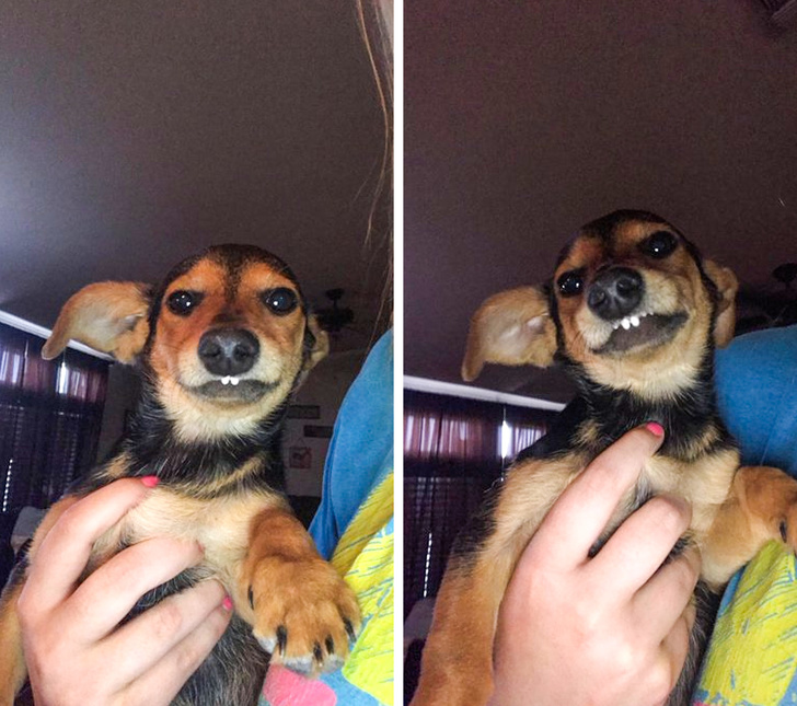 23 пухнасті морди, для яких слово «звичайний» як образу