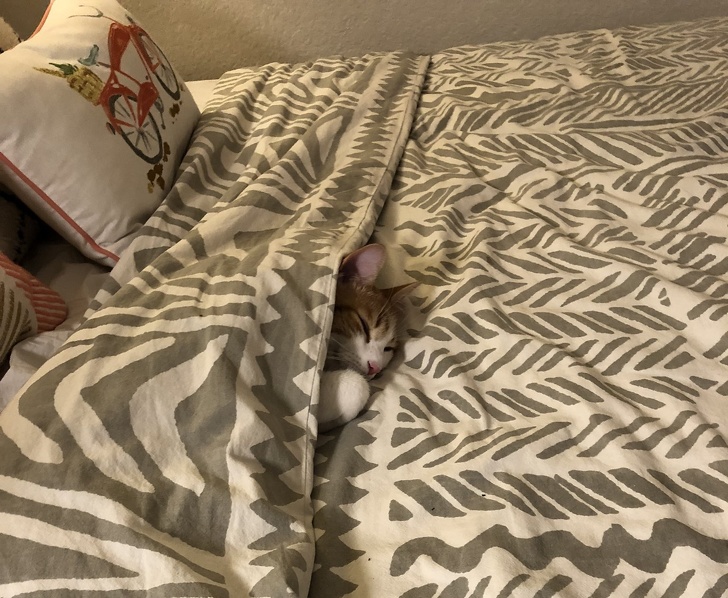 23 пухнасті морди, для яких слово «звичайний» як образу