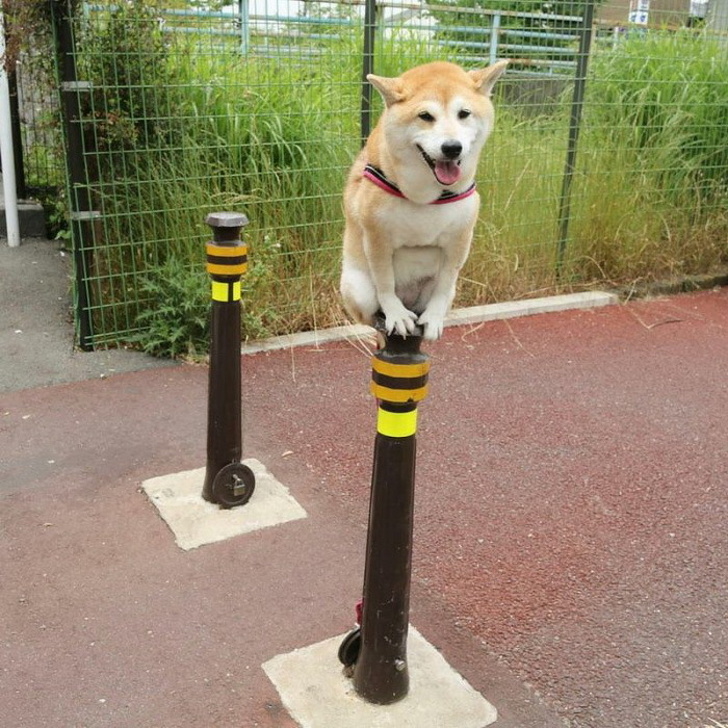 23 пухнасті морди, для яких слово «звичайний» як образу