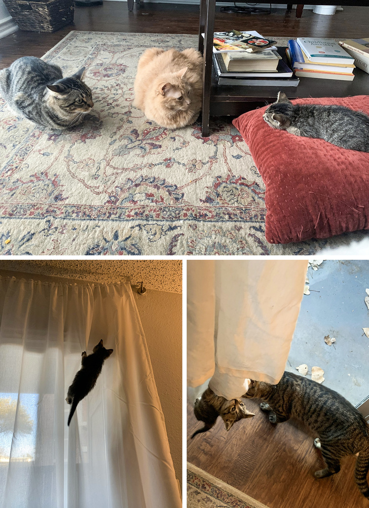 23 пухнасті морди, для яких слово «звичайний» як образу