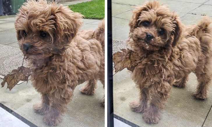 23 пухнасті морди, для яких слово «звичайний» як образу