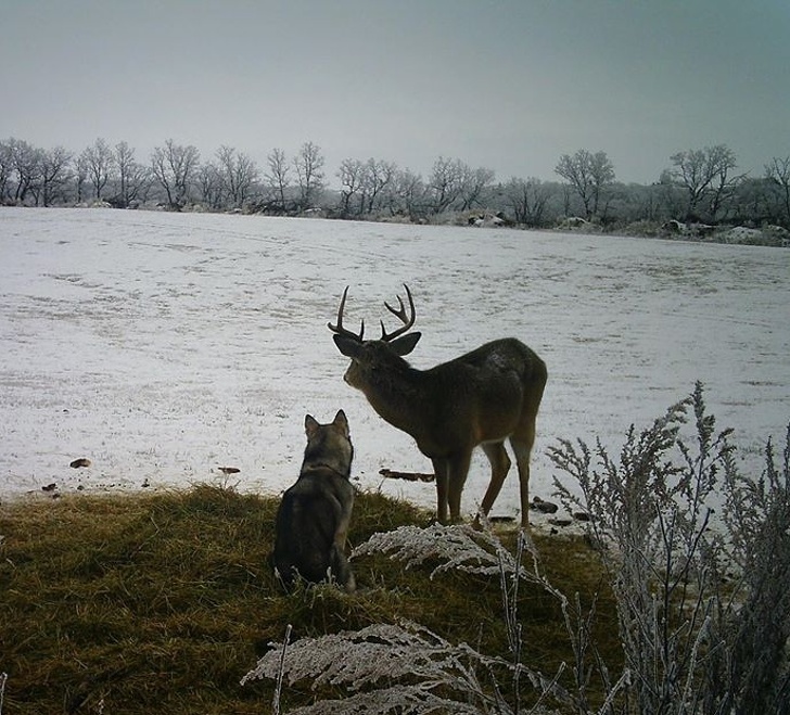 23 пухнасті морди, для яких слово «звичайний» як образу