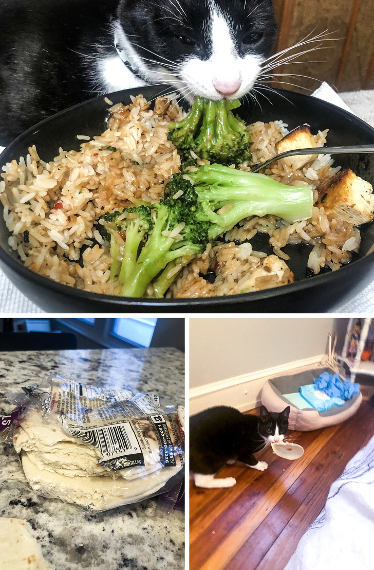 23 пухнасті морди, для яких слово «звичайний» як образу