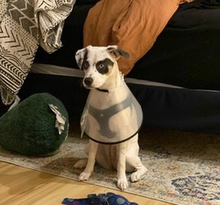 23 пухнасті морди, для яких слово «звичайний» як образу