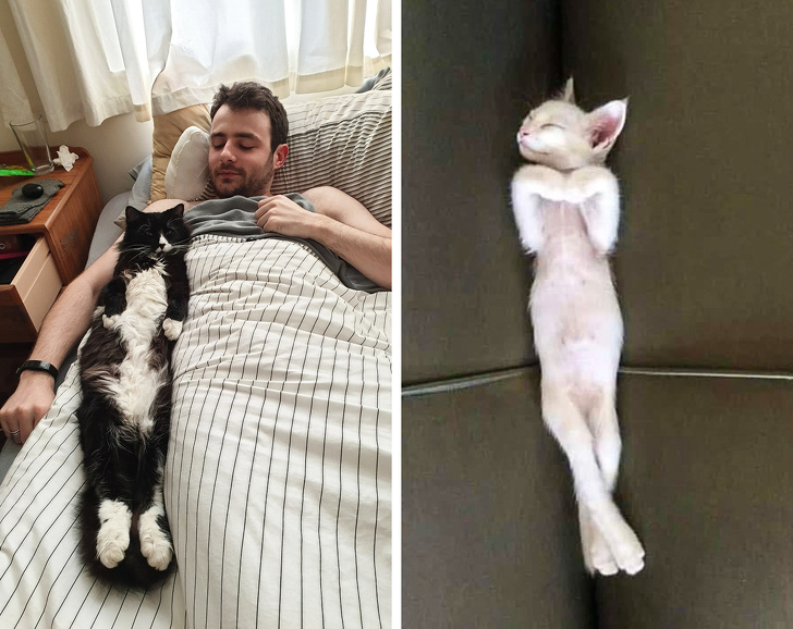 23 пухнасті морди, для яких слово «звичайний» як образу