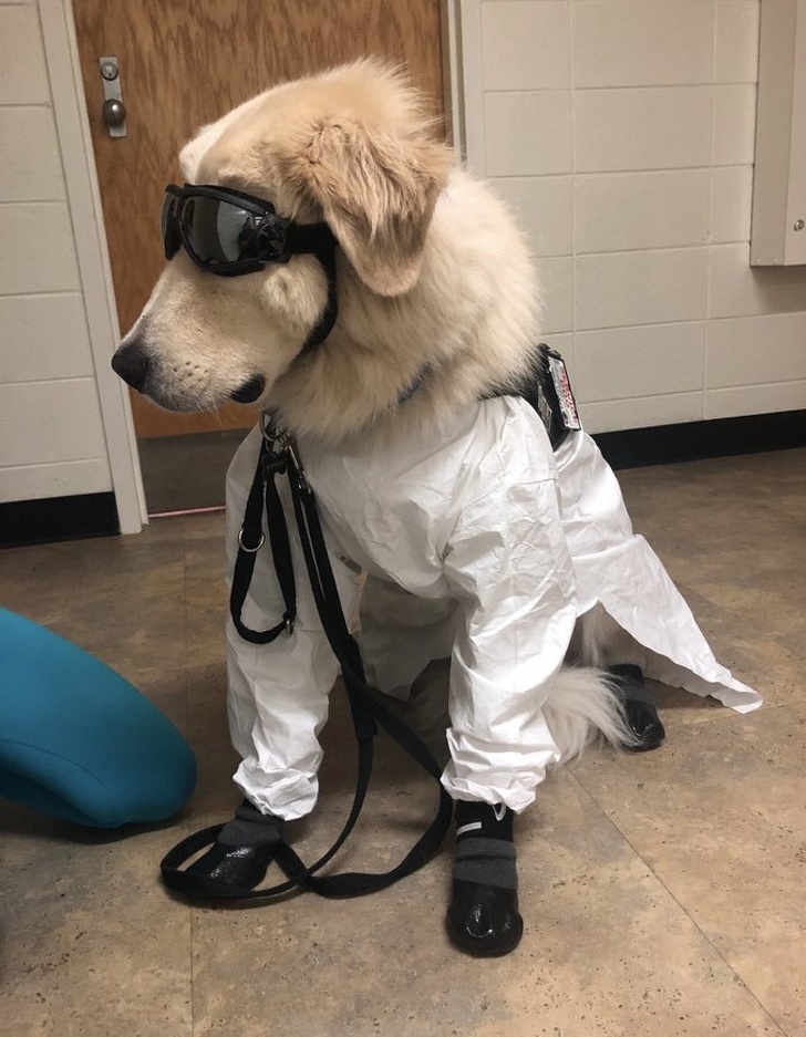 23 пухнасті морди, для яких слово «звичайний» як образу