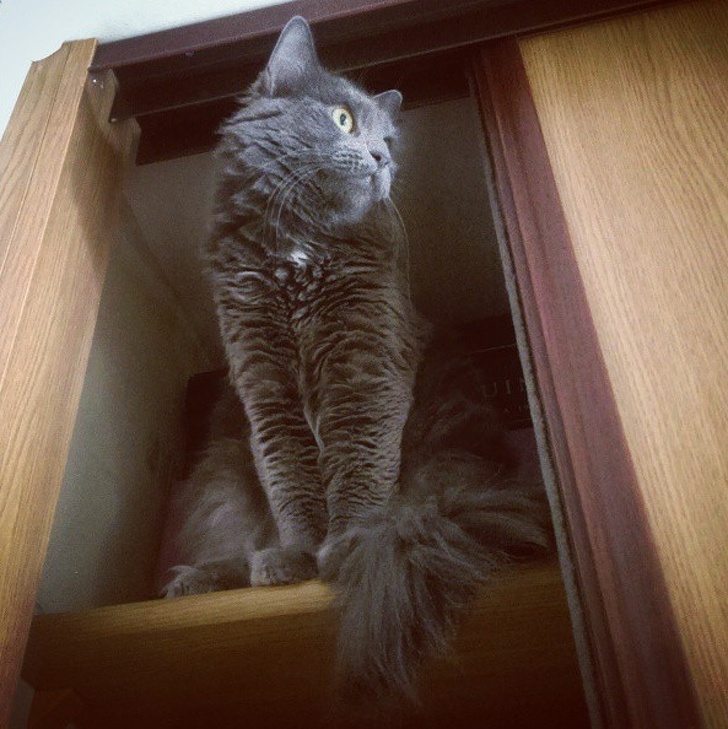 24 історію про справжнє кохання і дружбу людини і тварин