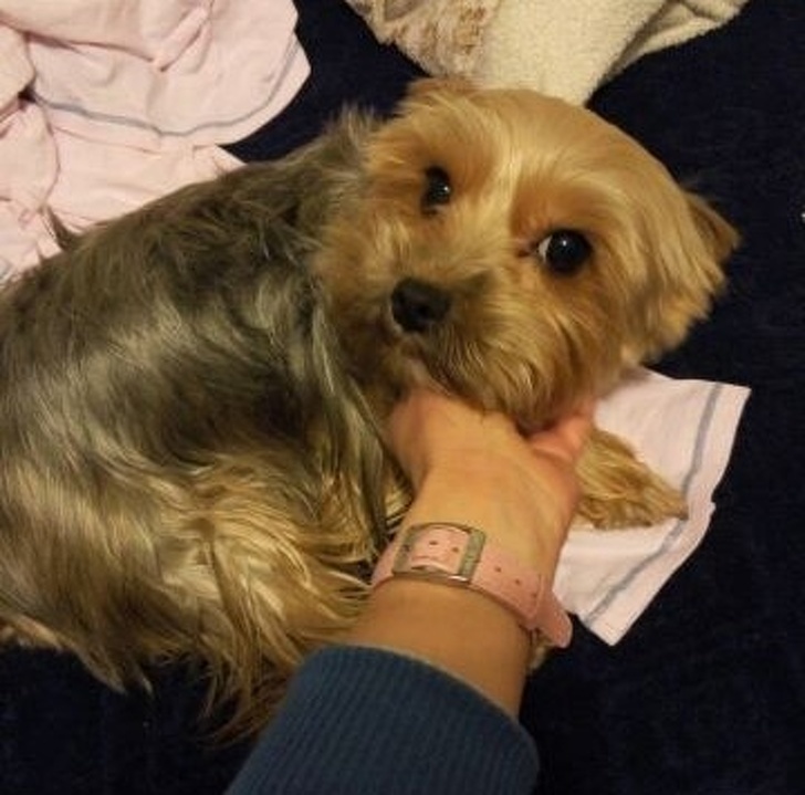 24 історію про справжнє кохання і дружбу людини і тварин