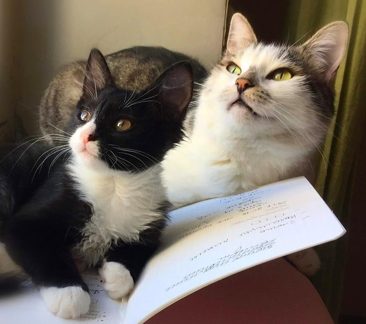 24 історію про справжнє кохання і дружбу людини і тварин