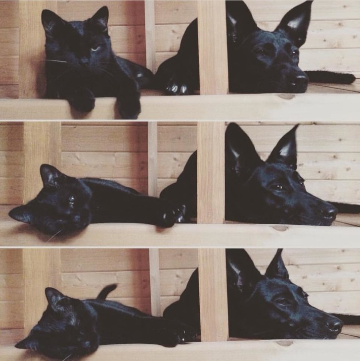 24 історію про справжнє кохання і дружбу людини і тварин