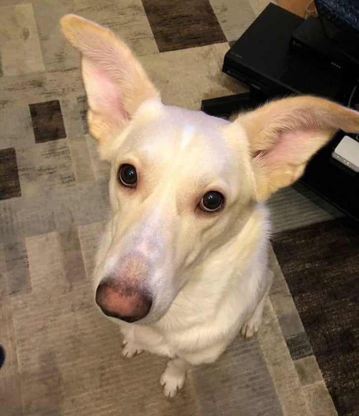 24 історію про справжнє кохання і дружбу людини і тварин