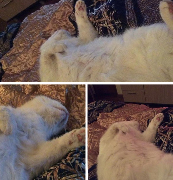 24 історію про справжнє кохання і дружбу людини і тварин