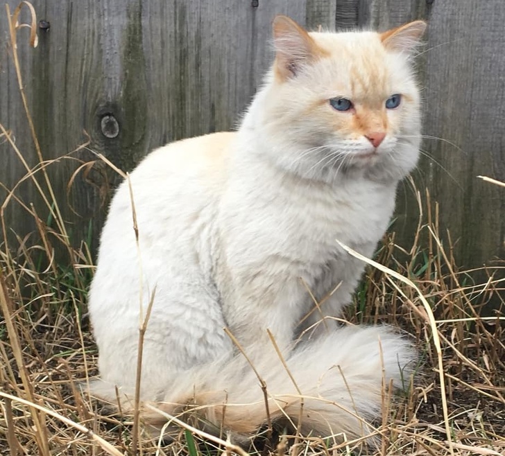 24 історію про справжнє кохання і дружбу людини і тварин