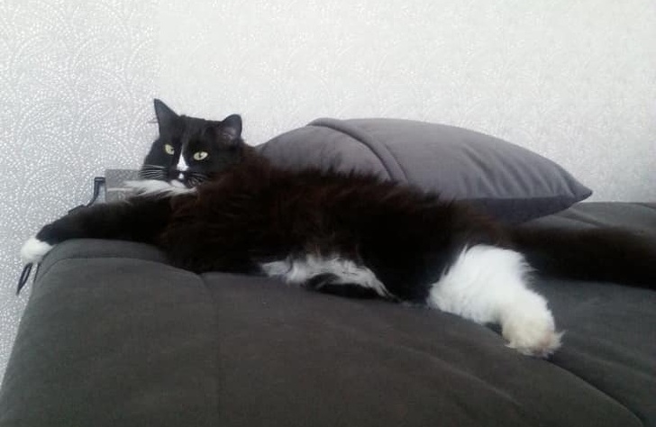 24 історію про справжнє кохання і дружбу людини і тварин