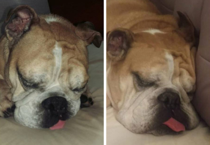 24 історію про справжнє кохання і дружбу людини і тварин