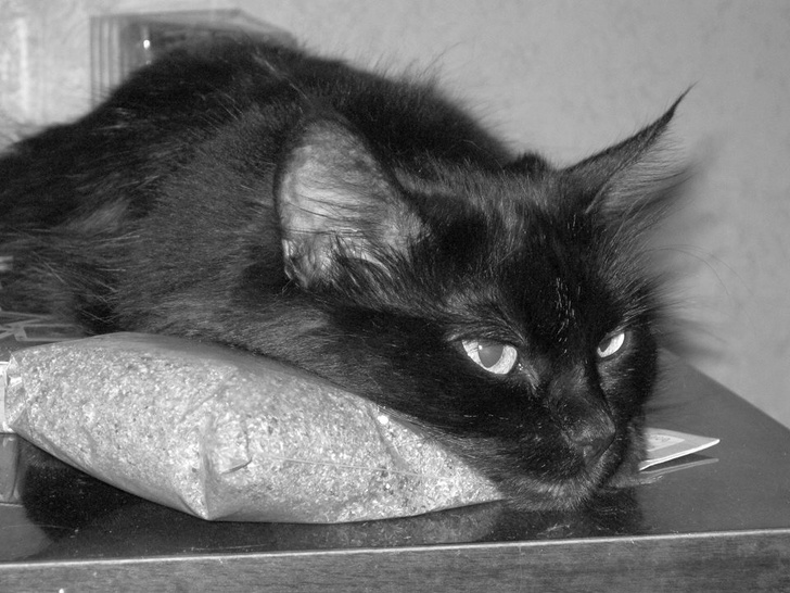 24 історію про справжнє кохання і дружбу людини і тварин