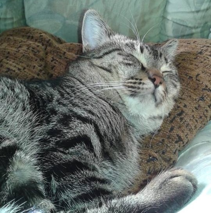 24 історію про справжнє кохання і дружбу людини і тварин