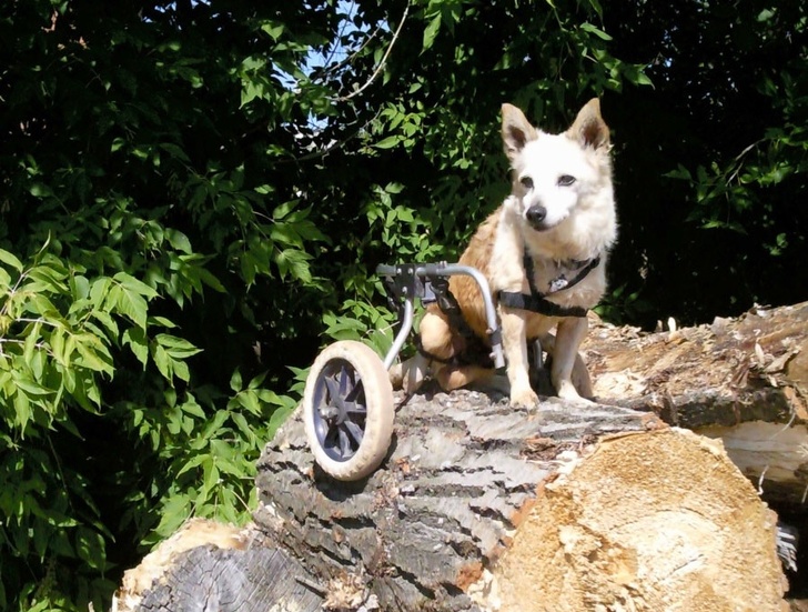 24 історію про справжнє кохання і дружбу людини і тварин