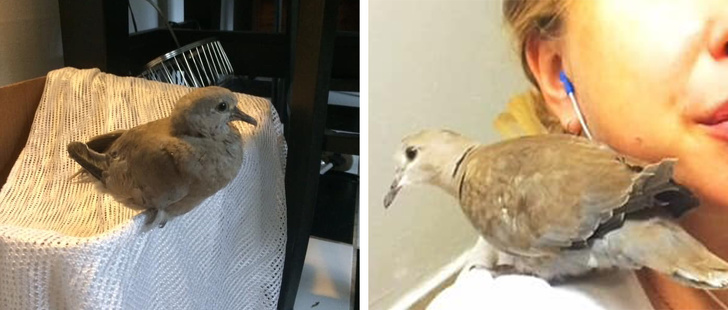 24 історію про справжнє кохання і дружбу людини і тварин