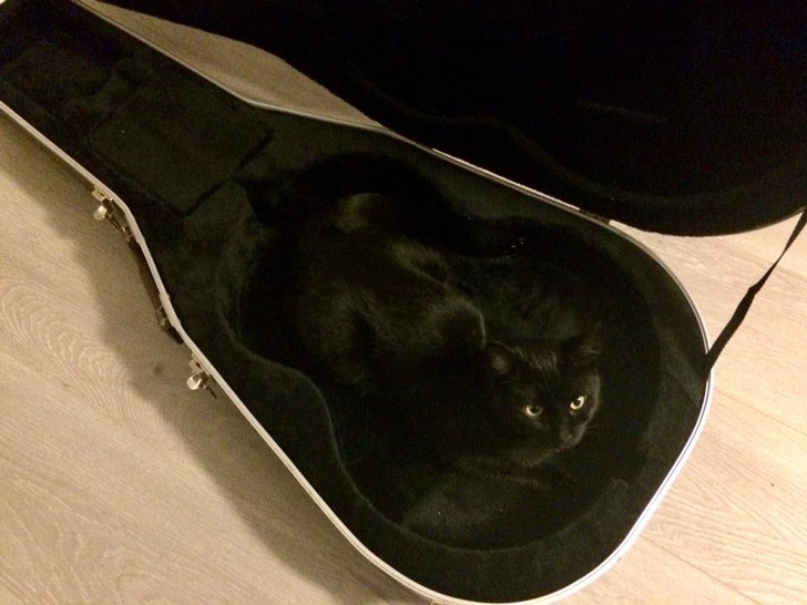 24 історію про справжнє кохання і дружбу людини і тварин