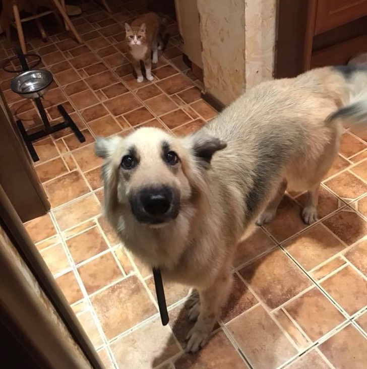 24 історію про справжнє кохання і дружбу людини і тварин